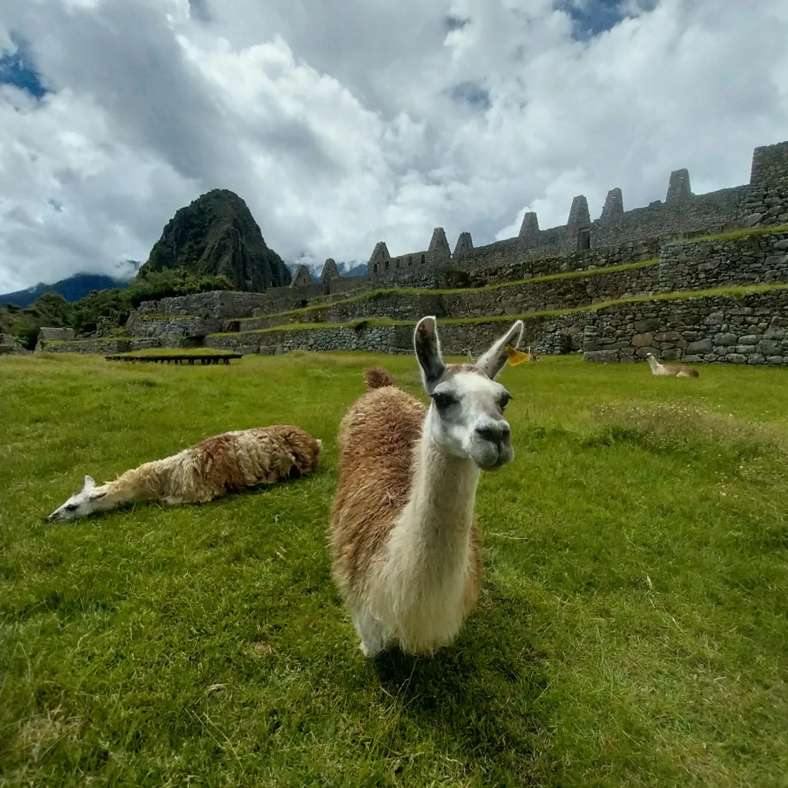 Tour con Llamas
